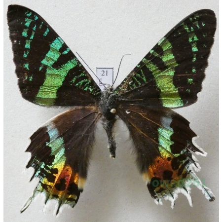 Chrysiridia rhipheus (Drury, 1773) Madagascar 67mm21